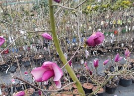magnolia-frank-s-masterpiece- (2)